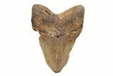 Fossil Megalodon Tooth - North Carolina #201912-2